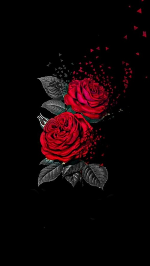 Aesthetic Red Rose And Black Background - Largest Wallpaper Portal