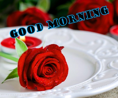 Red Rose Good Morning Wallpaper - Good Morning Red Rose Images For