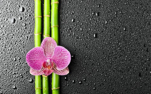 Good Night Bamboo And Pink Flower Pics Hd Wallpaper Good Night