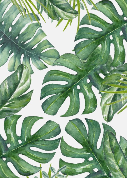 Download This Wallpaper Features Monstera Leaves In - ÐœÐ¾Ð½Ñ Ñ‚ÐµÑ€Ð° ÐžÐ±Ð¾Ð¸ On