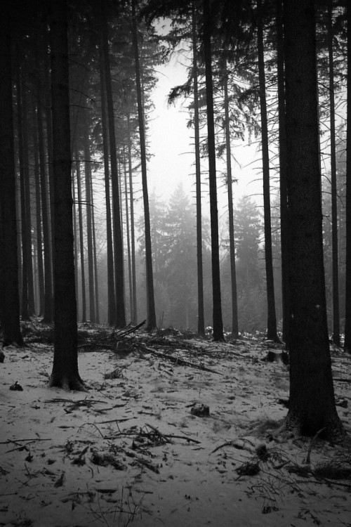 Download Wallpapers For > Dark Forest Iphone Wallpaper Dark Forest