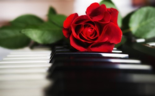 Free Red Rose Hd High Quality Wallpaper Images Mic - Grand Piano With