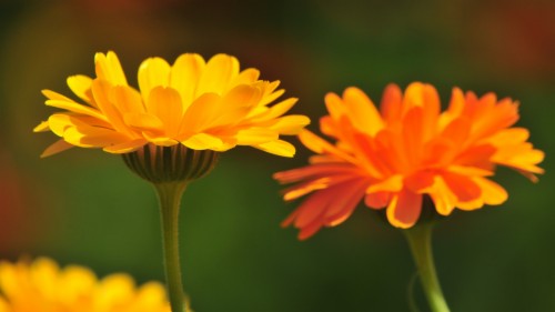 Marigold Wallpaper - Marigold Hd (#1085268) - HD Wallpaper