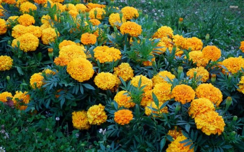 Marigold Wallpaper - Marigold Hd (#1085268) - HD Wallpaper ...