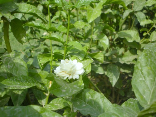 Gardenia (#1097878) - HD Wallpaper & Backgrounds Download