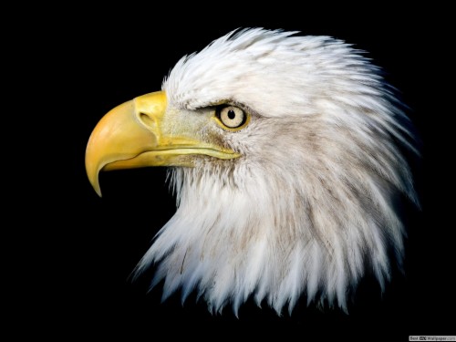 Fierce Bald Eagle Hd Wallpaper Download - Bald Eagle (#113364) - HD ...