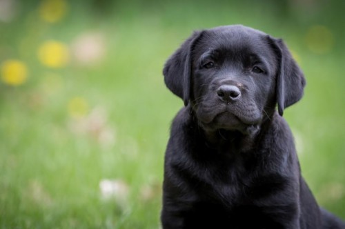 Labrador Retriever Dog Hd Wallpapers - Labrador Dog (#1118405) - HD ...