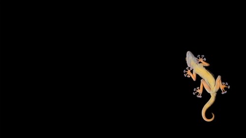 Gecko Wallpapers - Wallpaper Cave - Gecko Wallpaper 1080 (#1123995