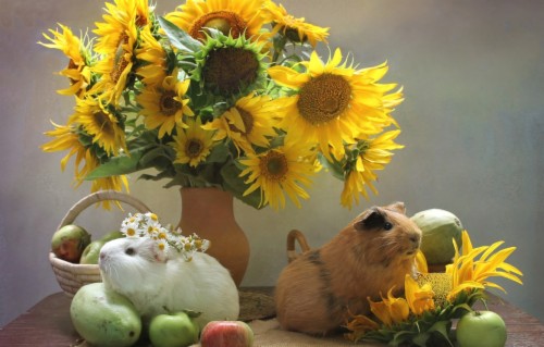 Guinea Pig Aesthetic (#3123587) - HD Wallpaper & Backgrounds Download