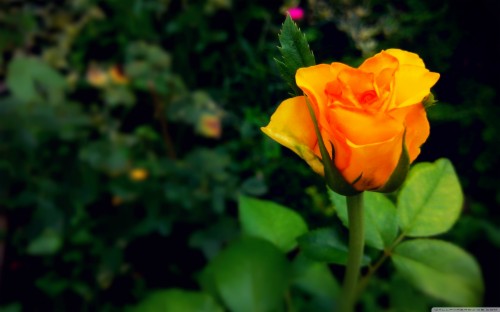 Wide - Rosebud Hd (#1160976) - HD Wallpaper & Backgrounds Download