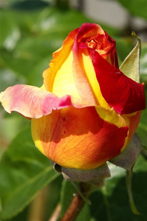 Iphone Rosebud Wallpaper - Immagini Desktop (#1161376) - HD Wallpaper