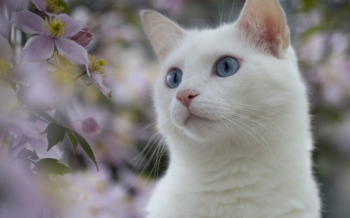 White She Cat With Blue Eyes 121892 Hd Wallpaper