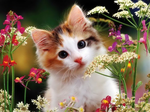 Cute And Sweet Wallpapers - Nice And Sweet Flowers (#127892) - HD ...