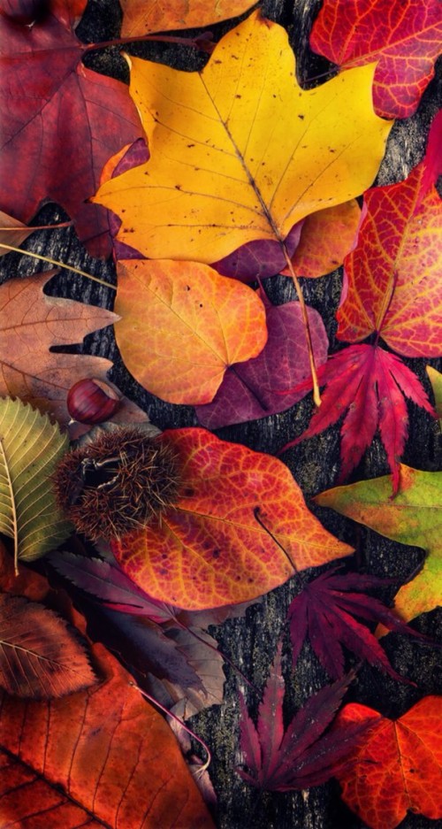 Fall Thanksgiving Wallpaper Iphone (128253) HD Wallpaper