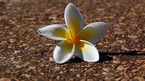 Nature, Flowers, Plumeria 4k Hd Wallpaper - Poze Artistice Cu Flori ...