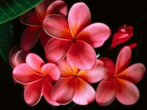 Plumeria Flowers Petals Branch - Hawaiian Flower Backgrounds (#1205539 ...