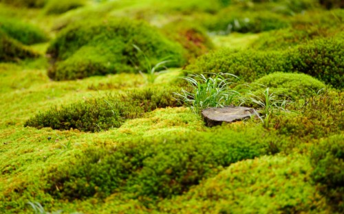 Moss Wallpapers - Non Copyrighted Temple (#1214613) - Hd Wallpaper 