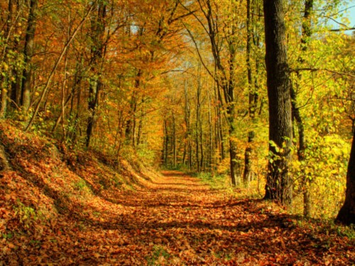 Autumn Wallpaper Ii - Herbstbilder Als Hintergrund Kostenlos (#1237636 ...