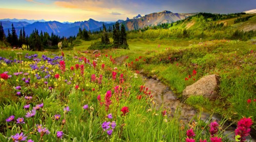 Download Oxen Meadows On Itl.cat