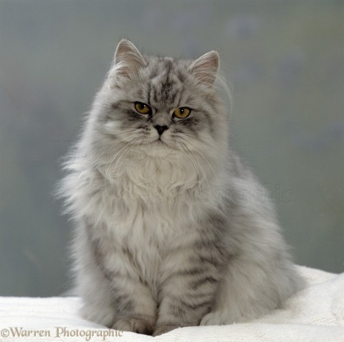 Excelent Chinchilla Persian Cat Photo Wp15549 Ideas Chinchilla