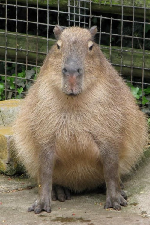 Capybara 1299447 Hd Wallpaper Backgrounds Download Images, Photos, Reviews