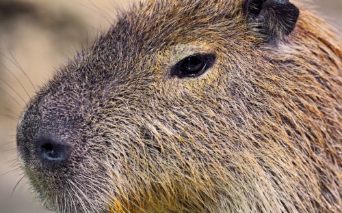 Capybara Closeup - Punxsutawney Phil (#1299262) - HD Wallpaper ...