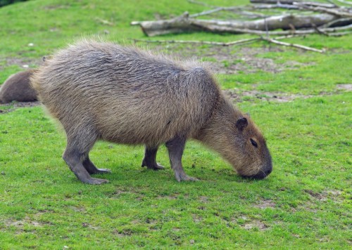 Capybara Wallpaper Hq Punxsutawney Phil 1299278 Hd Images, Photos, Reviews