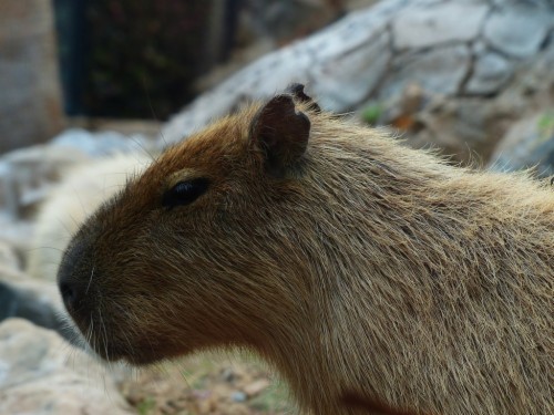 Capybara Animal Hydrochoerus Hydrochaeris Animals Capybara Images, Photos, Reviews