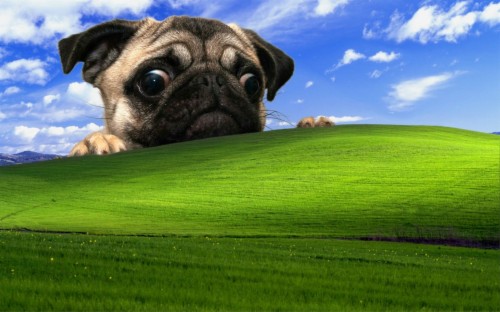 Download Windows Xp Fish Background On Itl.cat