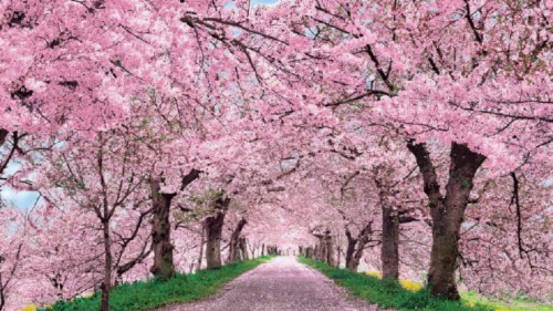 Cherry Blossom Japanese Cherry Blossom Desktop 134306 Hd