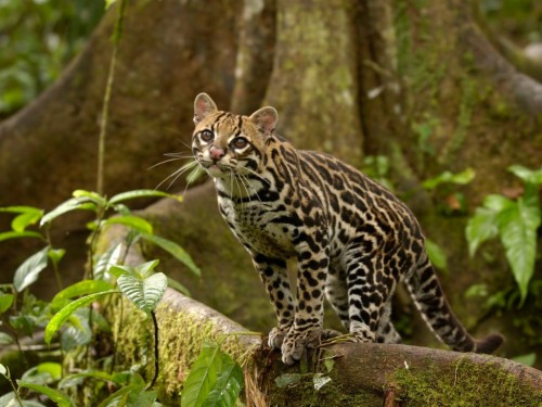 Ocelot Wallpaper - High Resolution Amazon Rainforest (#1306878) - HD ...