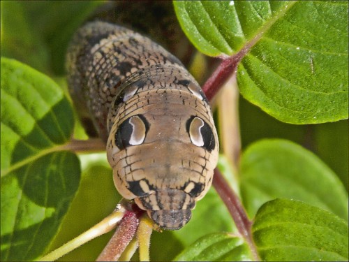 Caterpillar Logo Camo Worm Looks Like Snake 1318010 Hd