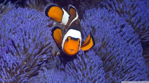 Cute Clown Fish Wallpaper Image Clown Fish 1359550 Hd