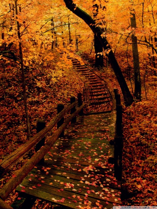 Wisconsin Travel Wallpaper Images Yellow Forest 4k - Wallpaper ...