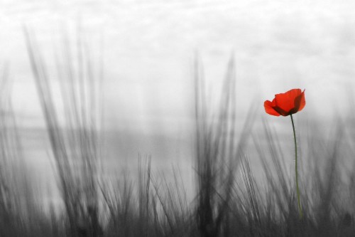 Solitude Coquelicot Noir Et Blanc Hd Wallpaper Backgrounds Download