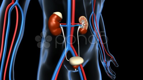 Kidney 3d (#1396716) - HD Wallpaper & Backgrounds Download