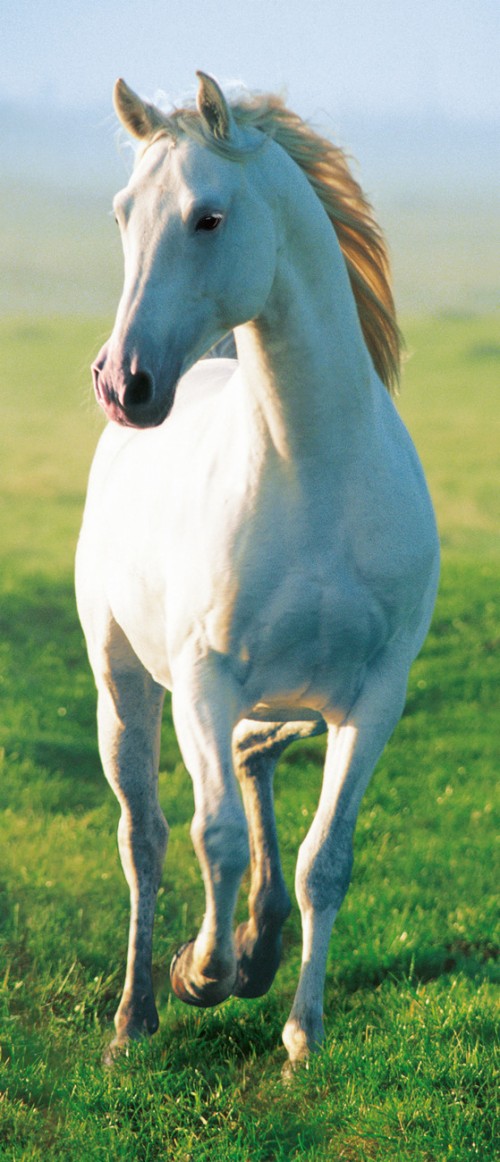 A White Horse Running Through The Snow - White Horse Wallpaper For ...