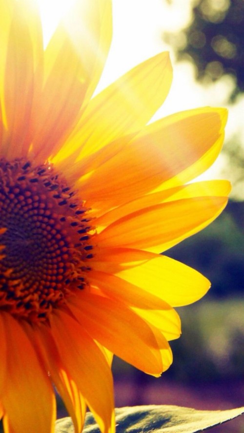 Sunflower Backgrounds - Yellow Aesthetic Laptop Background (#143769