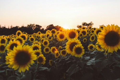 Aesthetic Sunflower Computer Background (#371810) - HD ...