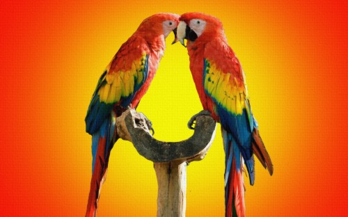 List Of Free Bird Wallpapers Download Page 2 Itl Cat