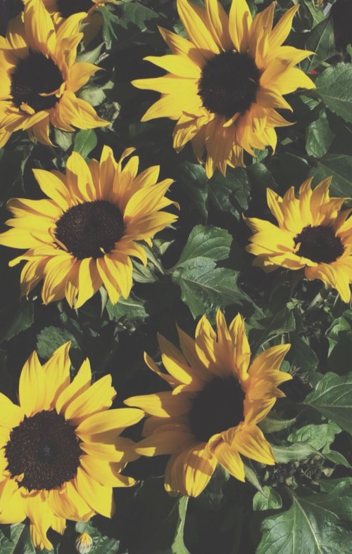 Featured image of post Sunflower Wallpaper Iphone Xs Max Add beautiful live wallpapers on your lock screen for iphone xs x and 9