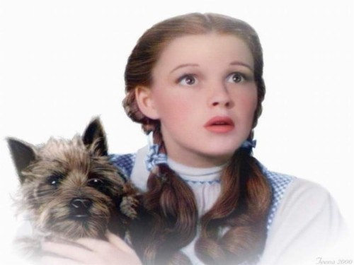 Dorothy And Toto 💕 - Don T Think We Re In Kansas Anymore Toto (#1418104 ...