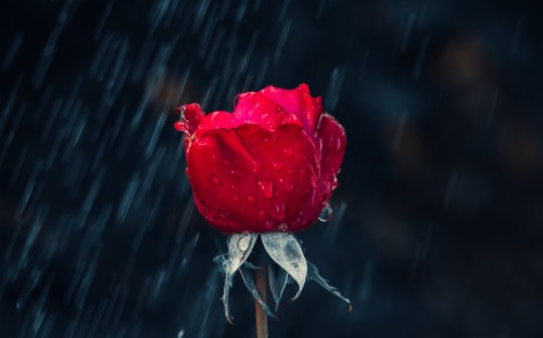 Download Wallpaper - Red Roses In Rain (#1437827) - HD Wallpaper ...