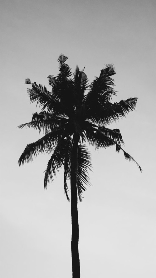 Palm Trees In Paradise Iphone 8 Wallpaper - Palm Tree Wallpaper Iphone ...
