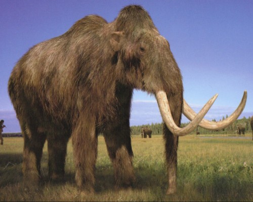 Woolly Mammoth Hd Wallpaper - Woolly Mammoth Prehistoric (#1444447 ...