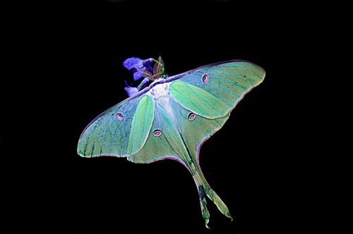Moth Wallpaper Luna Moth 1450066 HD Wallpaper Backgrounds Download 145 1450066 Moth Luna Moth