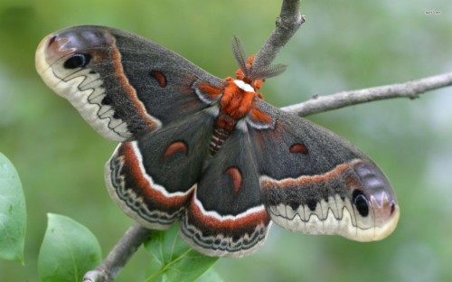 Cecropia Moth Wallpaper - Moths Hd (#1450226) - HD Wallpaper