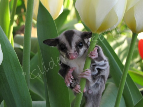 Sugar Glider Clipart Coloring Page - Sugar Glider Drawing (#1459754