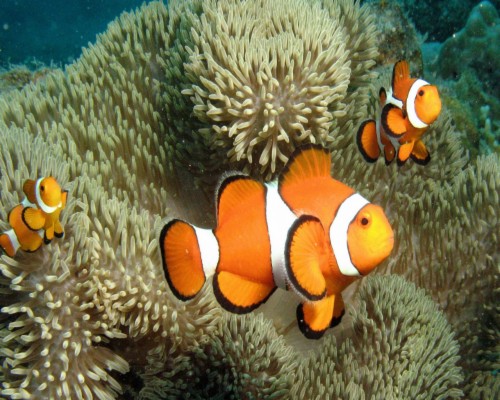 Clown Fish Hd Wallpaper - Coral Reef Fish (#1488519) - HD Wallpaper ...