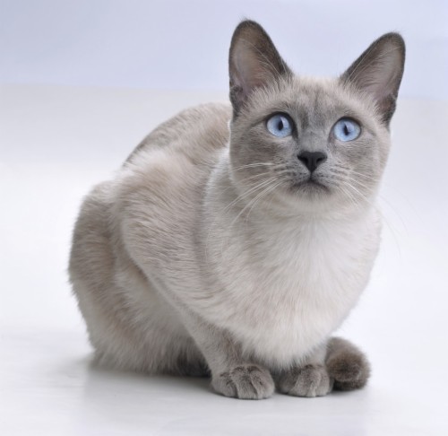 Bonny Siamese Photo - White And Gray Siamese (#1496119) - HD Wallpaper ...